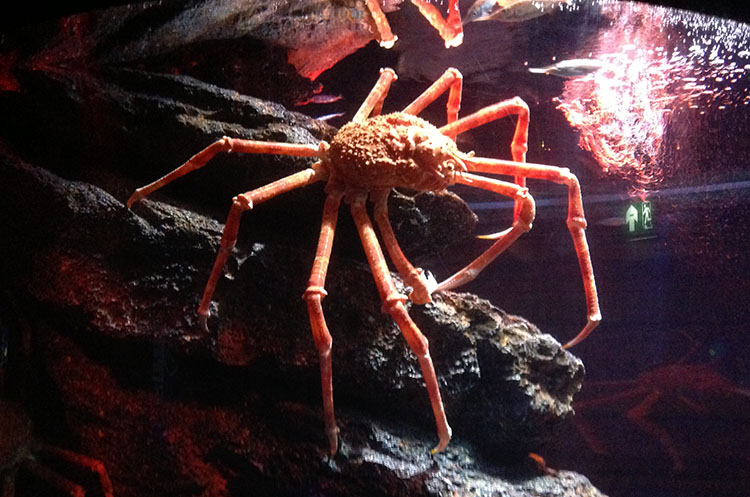 A large crab in the “Rocky Hideout”