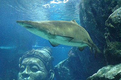 A shark swimming above the Ocean Tunnel at Ocean World Bangkok
