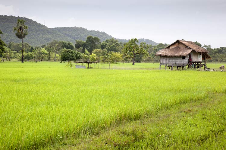 Rice paddies in Si Phan Don area