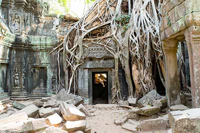 A large tree growing out of a wall of the Ta Phrom