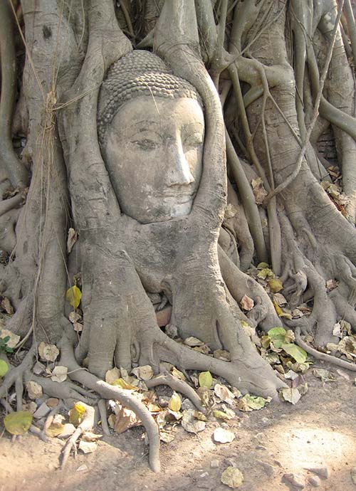 The head of a Buddha image embedded in the roots of a Banyan tree at Mahathat Ayutthaya