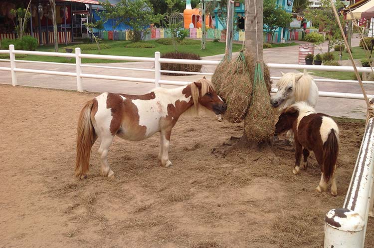 A couple of ponies at the farm