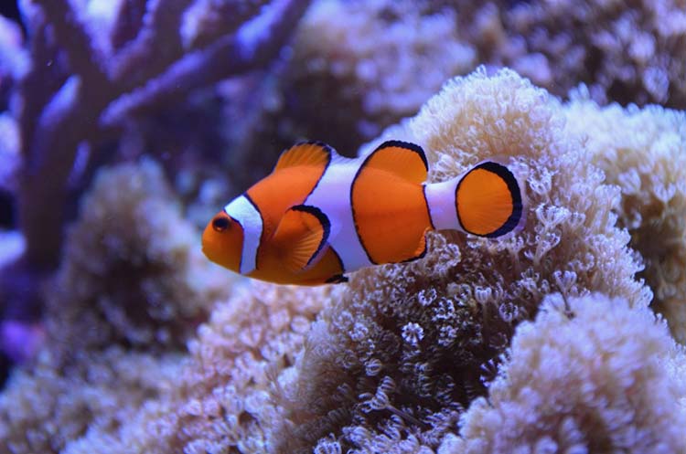 An anemonefish, better known as clownfish