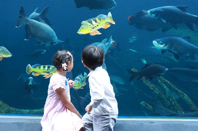 Children watching fish in one of the tanks of Aquaria Phuket