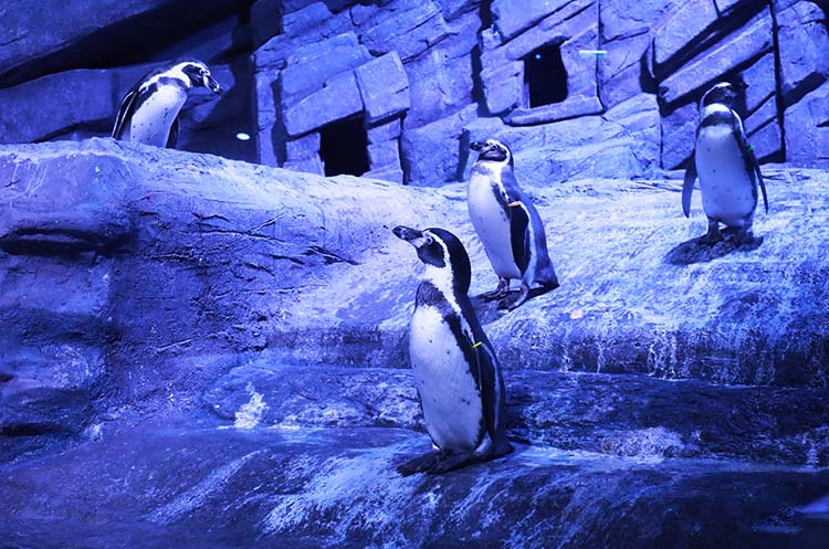 A group of Humboldt penguins