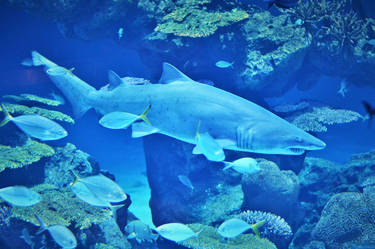 A shark and corals at Aquaria Phuket