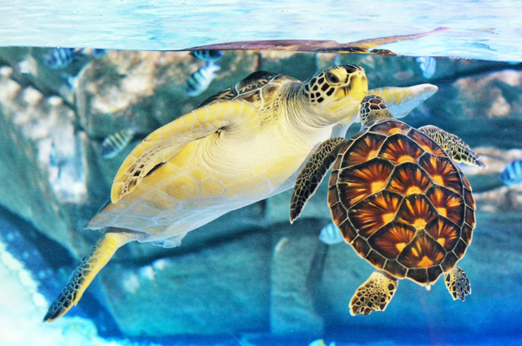 Turtles at Aquaria