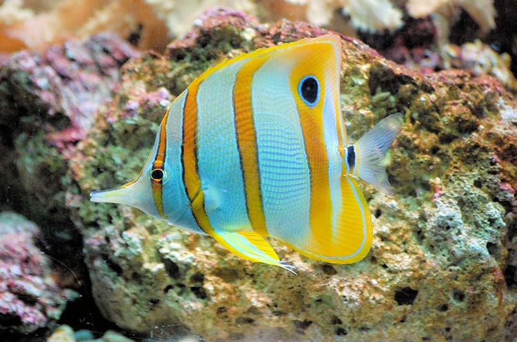 A butterflyfish in the tropical waters of the Andaman Sea near Phuket
