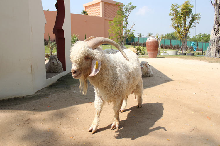 Other animals at Camel Republic