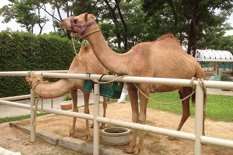 A couple of camels at Camel Republic Hua Hin