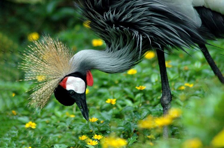 A grey crowned crane