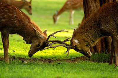 A couple of deer at the Chiang Mai Night Safari open zoo