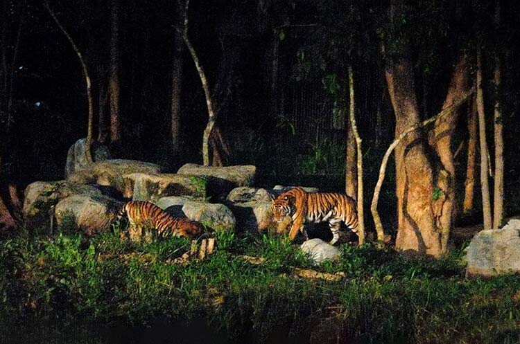 Tigers after dark at Chiang Mai night safari