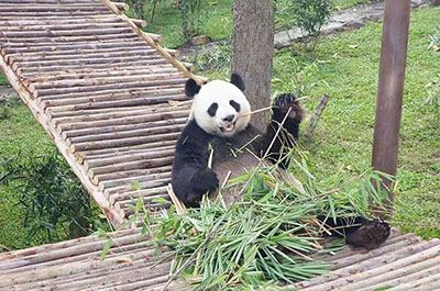 A giant panda at Chiang Mai Zoo Aquarium