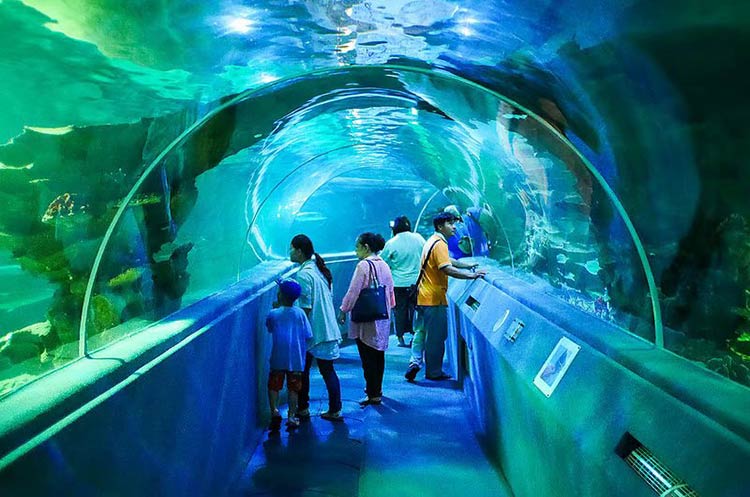 Walking through the underwater tunnel surrounded by fish