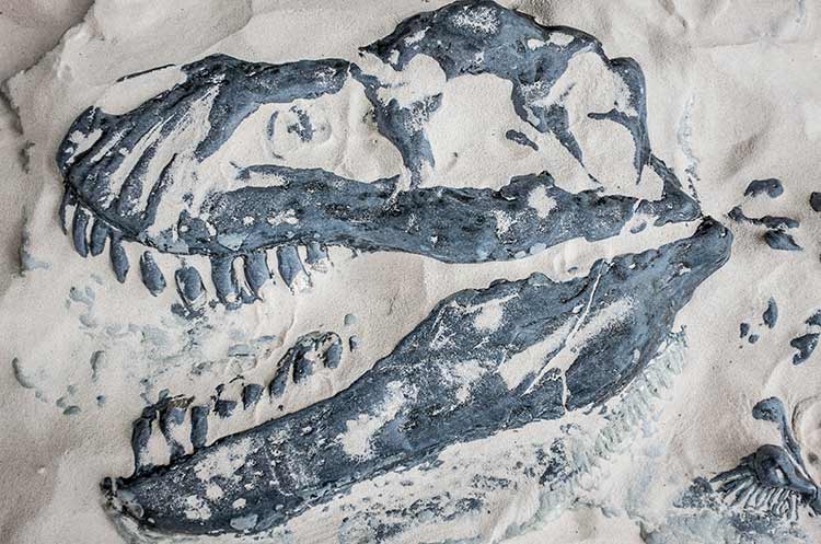 Fossil of a dinosaur