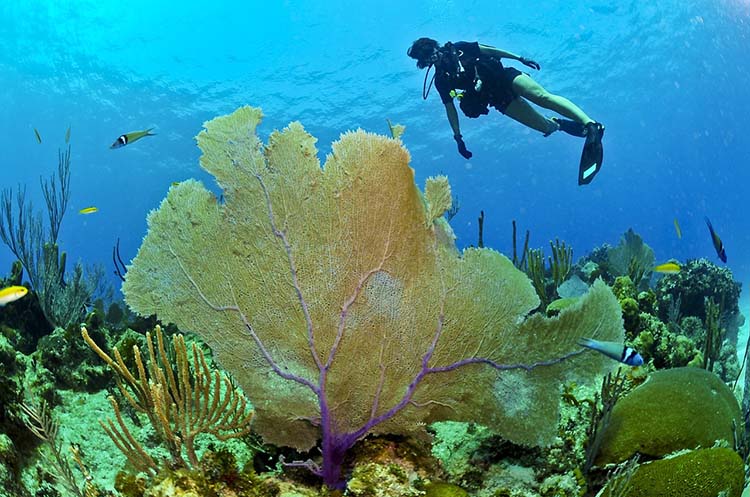 Scuba diver swimming past a sea fan on the sea floor