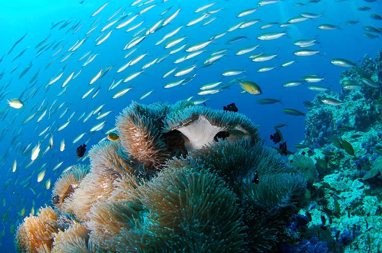 Sea anemones and a school of fish