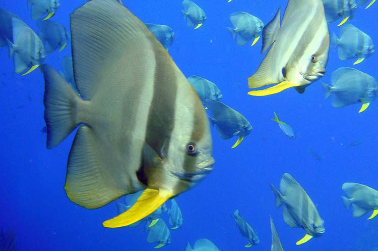 A school of angelfish