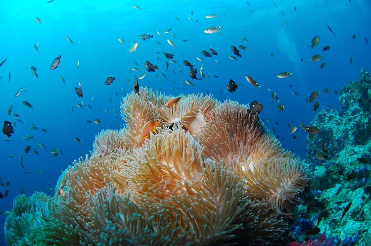 Small fish and anemones on the seabed of the Andaman Sea