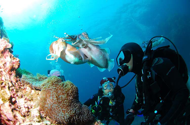 Divers with two octopuses