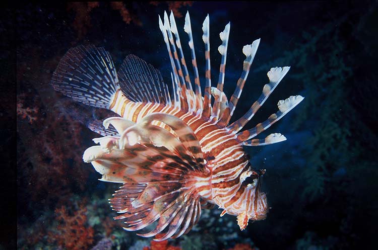 A colorful lionfish