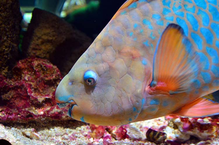 A colorful parrotfish
