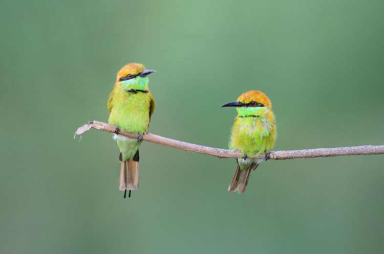 A couple of green bee eaters in the forest