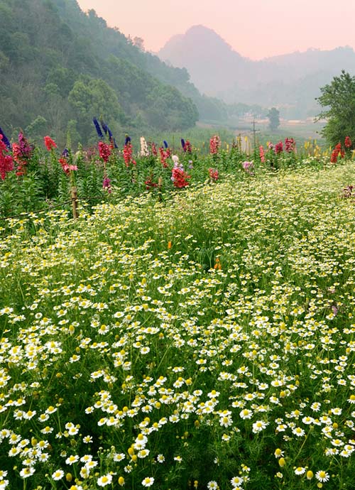 A field of blooming flowers in Doi Inthanon National Park