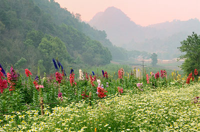 A field of blooming flowers in Doi Inthanon National Park