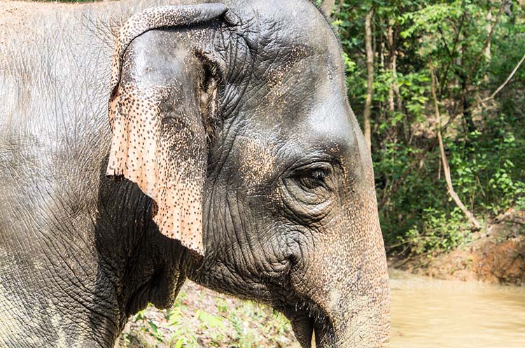 Close up of the head of an elephant