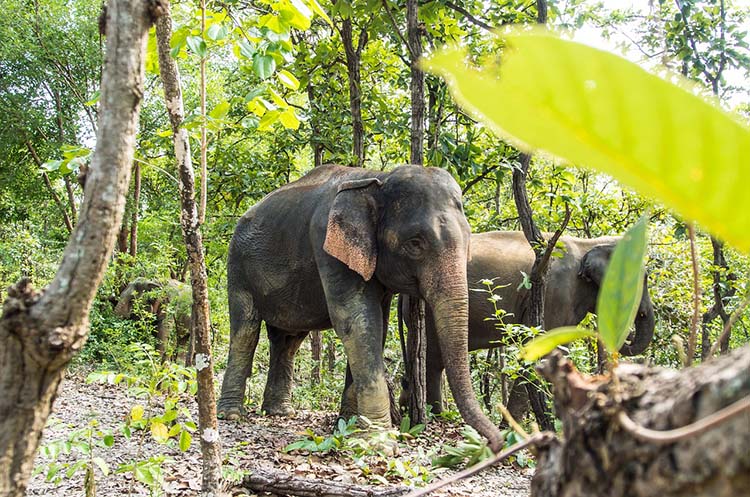 A pair of elephants roaming the sanctuary