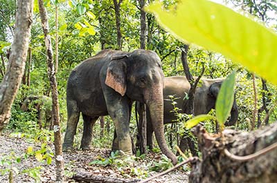 A couple of elephants roaming the jungle of Phuket Elephant Sanctuary