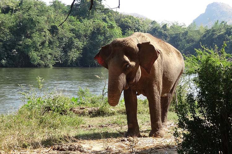 A single elephant throwing sand on its back for sun protection