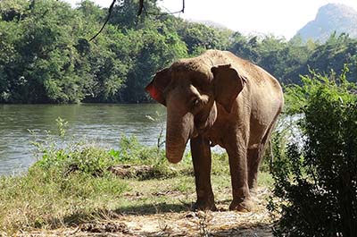 An elephant throwing sand on its back to get protection from the sun