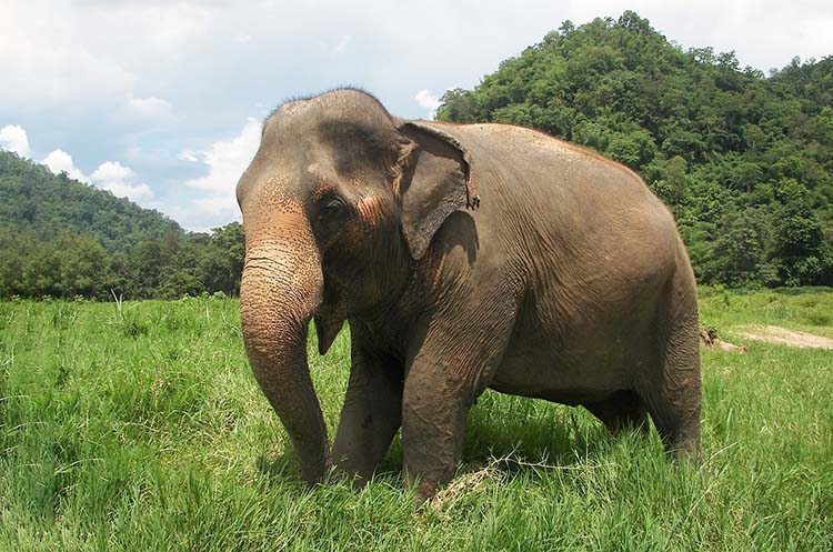 An elephant roaming the grasslands near the edge of the forest