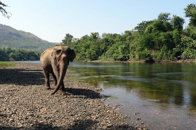 A solitary elephant in natural surroundings