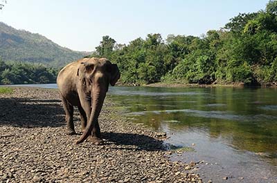 A solitary elephant near the river