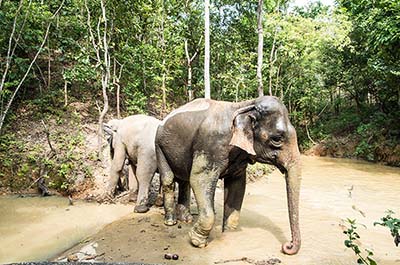 Two elephants taking a mud bath at a stream