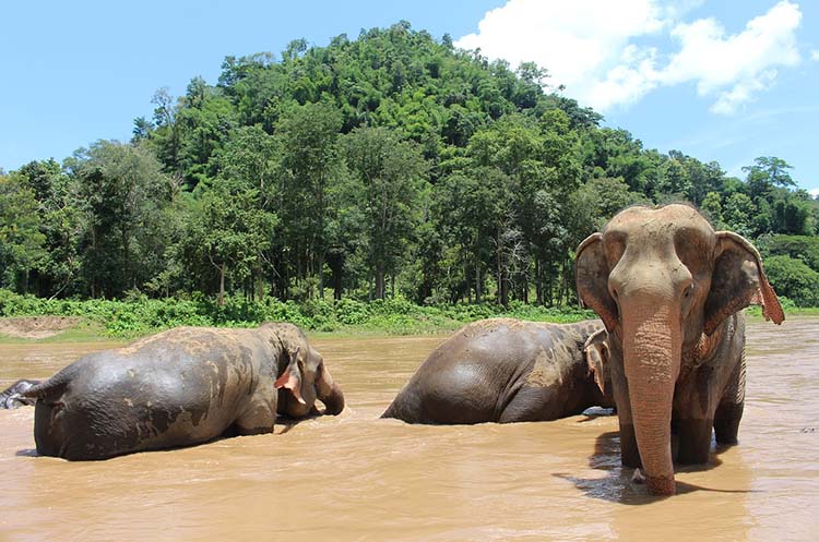 Three elephants bathing in a river