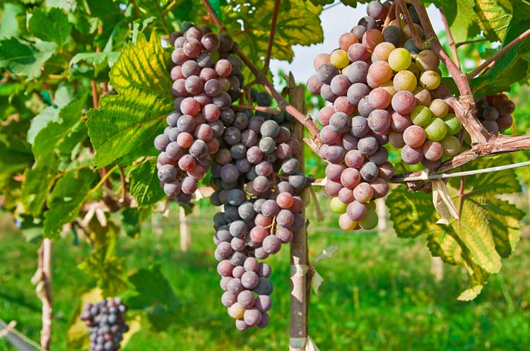 Grapes at Monsoon Valley Vineyard in Hua Hin