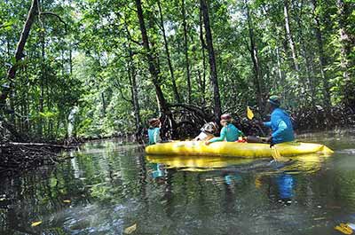 A canoe paddling through a mangrove forest