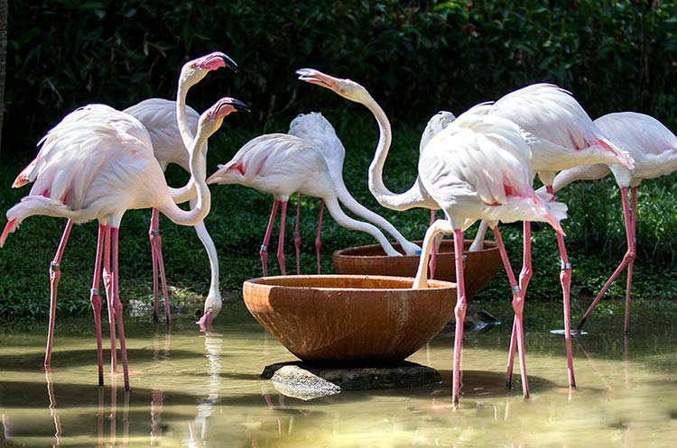 A group of flamingos at Khao Kheow Open Zoo