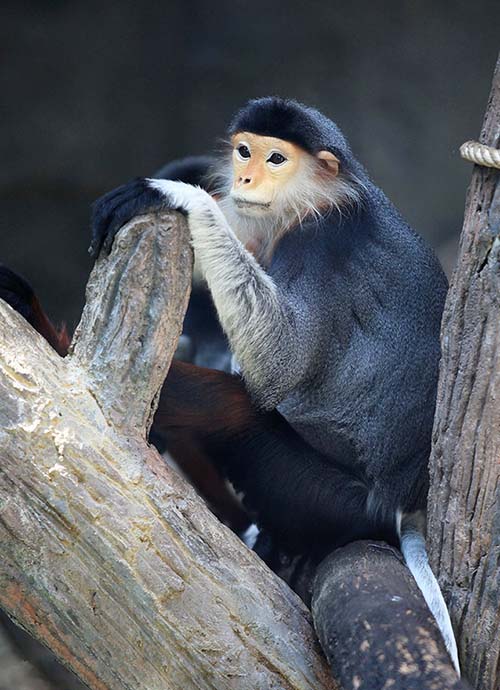 A colorful monkey at Khao Kheow Open Zoo