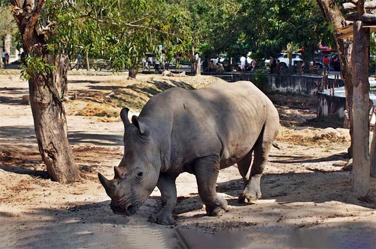 Free roaming rhino