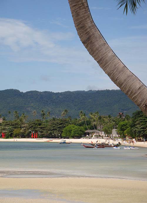 Palm trees on the sandy beach of Lamai, Koh Samui