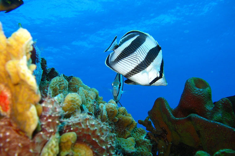 A butterflyfish in the sea near Koh Tao