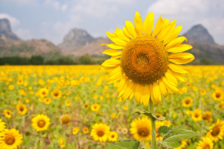 The sunflower fields of Lopburi