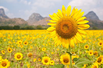 The sunflower fields in Lopburi