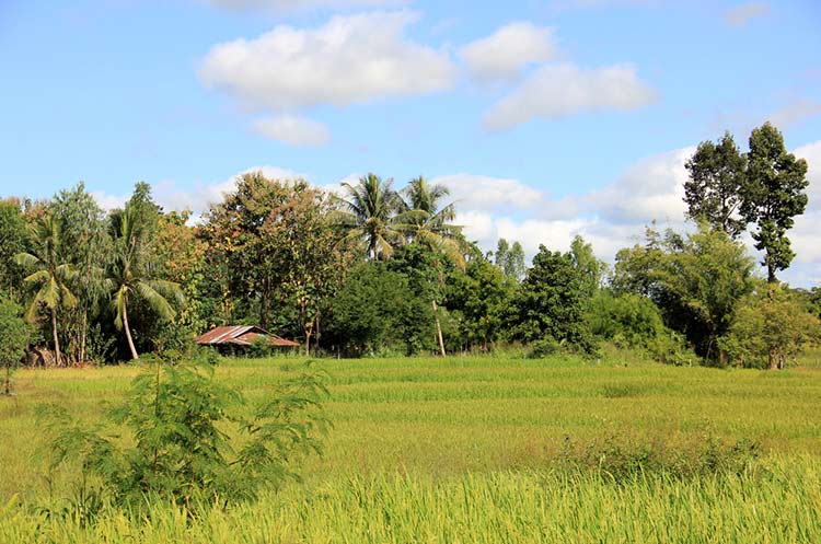 A rice field in rural Northeast Thailand